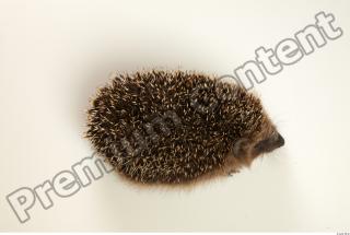 Hedgehog - Erinaceus europaeus  0050